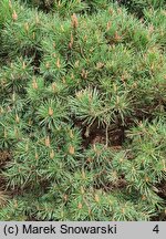 Pinus sylvestris Watereri