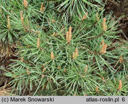 Pinus sylvestris Watereri