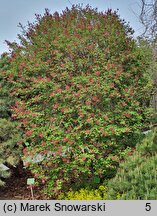 Syringa microphylla (lilak drobnolistny)