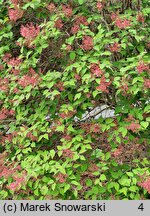 Syringa microphylla (lilak drobnolistny)