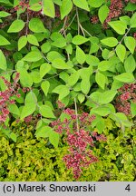 Syringa microphylla (lilak drobnolistny)