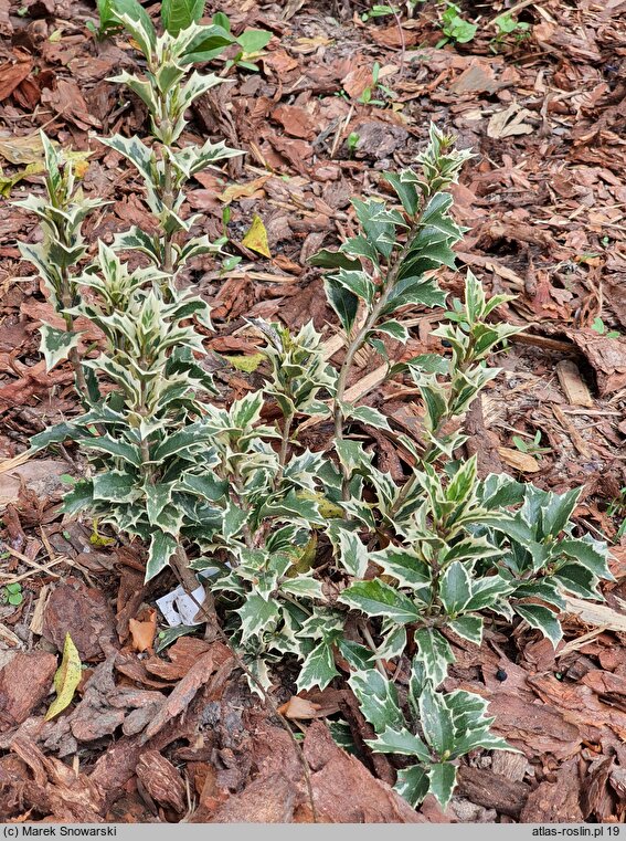 Osmanthus heterophyllus Variegatus