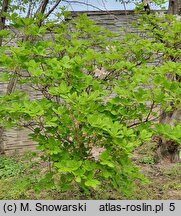 Rhododendron schlippenbachii (azalia Schlippenbacha)