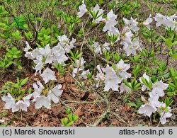 Rhododendron schlippenbachii (azalia Schlippenbacha)