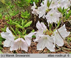 Rhododendron schlippenbachii (azalia Schlippenbacha)