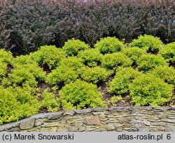 Spiraea japonica Golden Princess