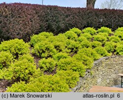 Spiraea japonica Golden Princess