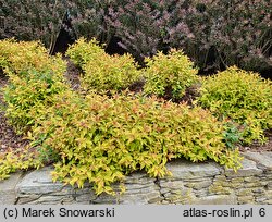 Spiraea japonica Goldflame