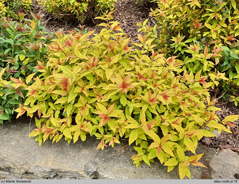 Spiraea japonica Goldflame