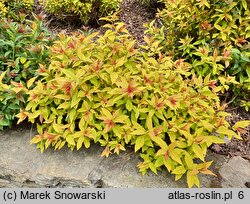 Spiraea japonica Goldflame