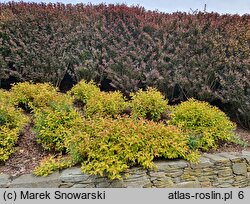 Berberis thunbergii Atropurpurea