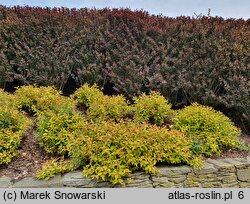 Berberis thunbergii Atropurpurea