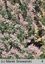 Berberis thunbergii Atropurpurea