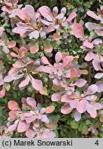 Berberis thunbergii Atropurpurea