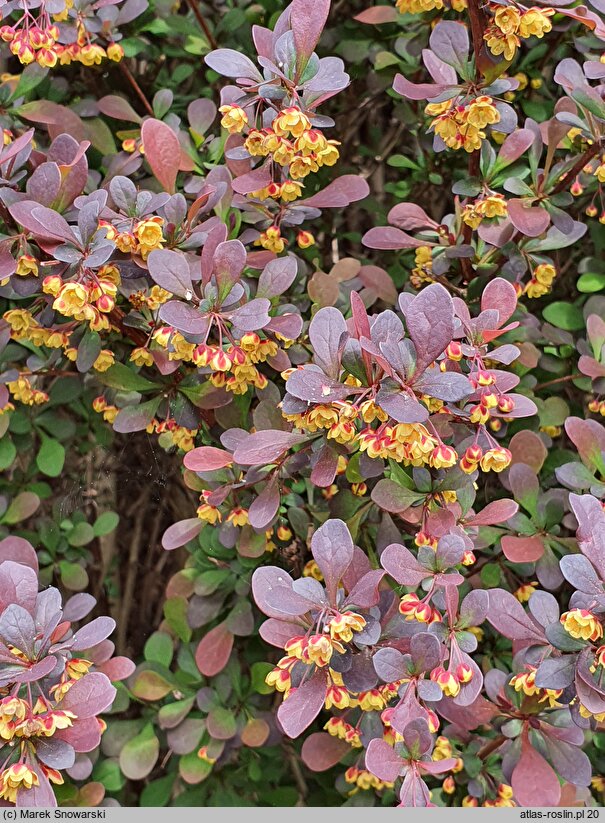 Berberis thunbergii Atropurpurea