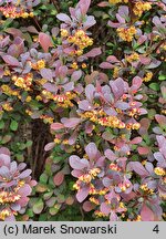 Berberis thunbergii Atropurpurea