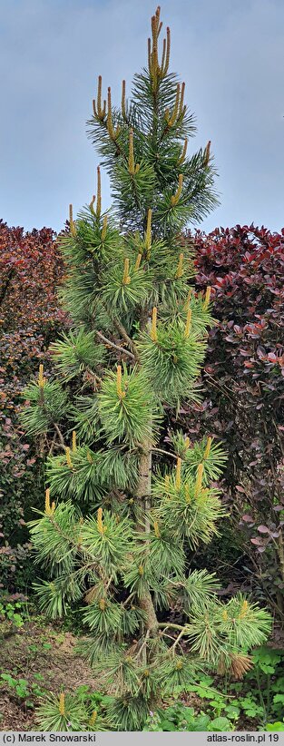 Pinus contorta Taylor's Sunburst