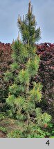 Pinus contorta Taylor's Sunburst