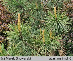 Pinus contorta Taylor's Sunburst