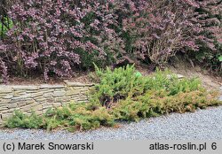 Juniperus rigida var. conferta (jałowiec nadbrzeżny)