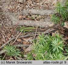 Juniperus rigida var. conferta (jałowiec nadbrzeżny)