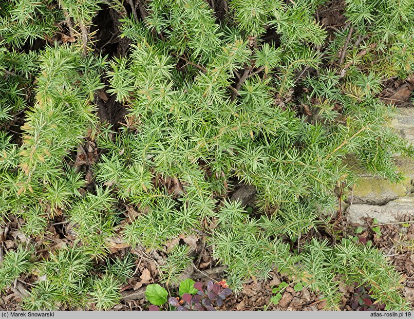 Juniperus rigida var. conferta (jałowiec nadbrzeżny)