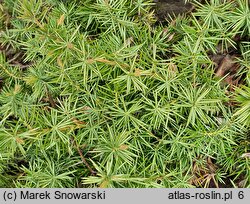 Juniperus rigida var. conferta (jałowiec nadbrzeżny)