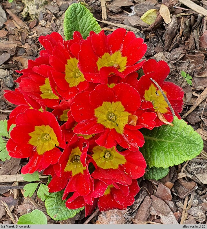 Primula ×polyantha Eblo Red