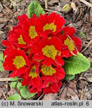 Primula ×polyantha Eblo Red