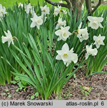 Narcissus Mary Copeland