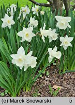 Narcissus Mary Copeland