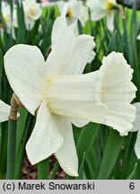 Narcissus Mary Copeland