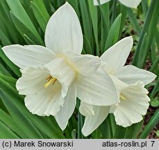 Narcissus Mary Copeland