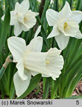 Narcissus Mary Copeland