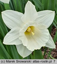 Narcissus Mary Copeland