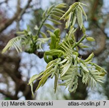 Styphnolobium japonicum (perełkowiec japoński)