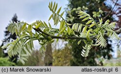 Styphnolobium japonicum (perełkowiec japoński)