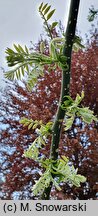 Styphnolobium japonicum (perełkowiec japoński)