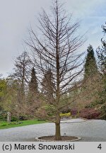 Taxodium distichum (cypryśnik błotny)