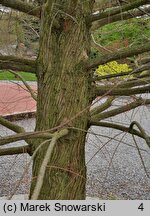 Taxodium distichum (cypryśnik błotny)