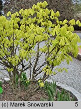 Aesculus hippocastanum Wratislavia