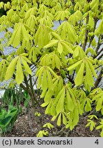 Aesculus hippocastanum Wratislavia