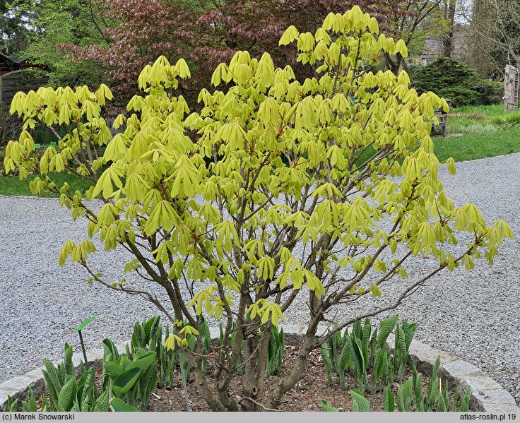 Aesculus hippocastanum Wratislavia