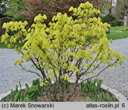 Aesculus hippocastanum Wratislavia