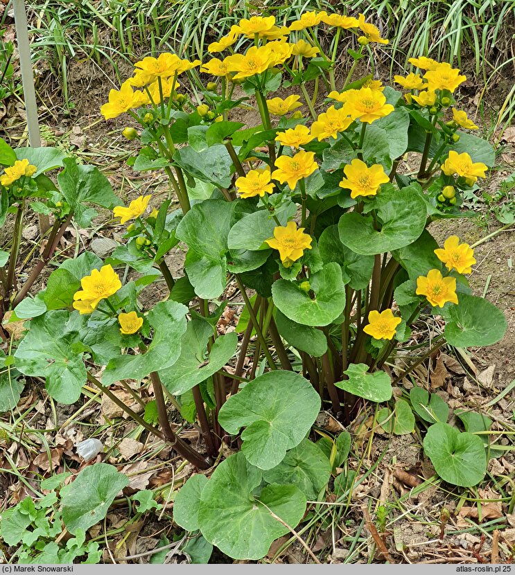 Caltha palustris s.l. Marilyn
