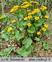 Caltha palustris s.l. Marilyn