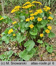 Caltha palustris Marilyn