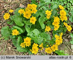 Caltha palustris Marilyn