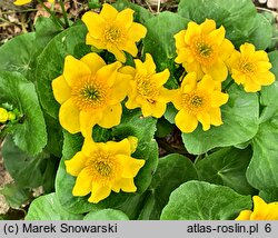 Caltha palustris s.l. Marilyn