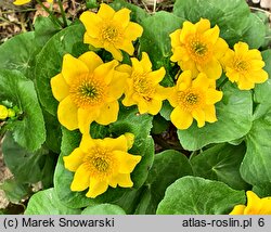 Caltha palustris Marilyn